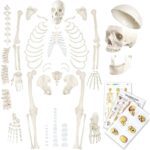 EVOTECH SCIENTIFIC Human Skeleton Model For Anatomy 67 inch High for Anatomy Medical Learning