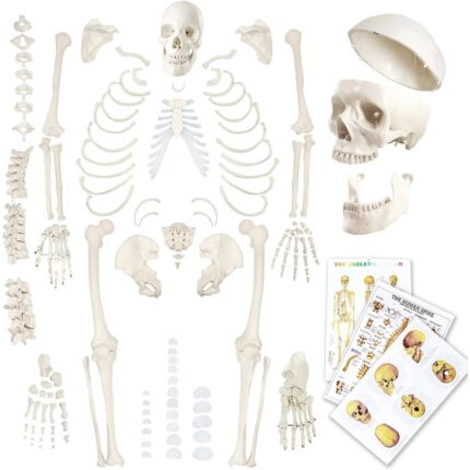 EVOTECH SCIENTIFIC Human Skeleton Model For Anatomy 67 inch High for Anatomy Medical Learning