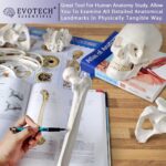 EVOTECH SCIENTIFIC Human Skeleton Model For Anatomy 67 inch High for Anatomy Medical Learning