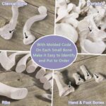 EVOTECH SCIENTIFIC Human Skeleton Model For Anatomy 67 inch High for Anatomy Medical Learning