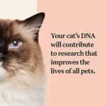 Wisdom Health Cat DNA Test: Health Breeds Traits - 1 Pack