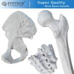 EVOTECH SCIENTIFIC Human Skeleton Model For Anatomy 67 inch High for Anatomy Medical Learning