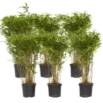 Chinese Fountain Bamboo Plants