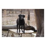 MOmarsh Final Stand Dog Platform