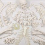 EVOTECH SCIENTIFIC Human Skeleton Model For Anatomy 67 inch High for Anatomy Medical Learning